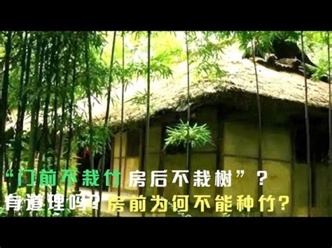 家里可以种竹子吗|俗语“门前不栽竹，房后不栽树”是啥道理？为何房前不能种竹子？